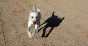 Labrador Running Home