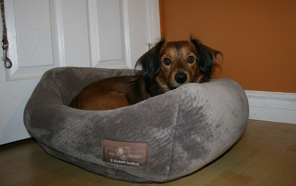 Home Dog Board and Train with Dog In Bed In Office.