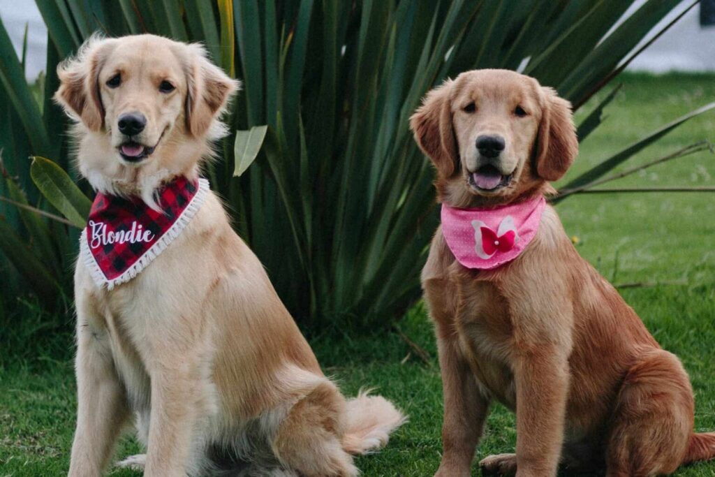 Two dog walking in Orange County